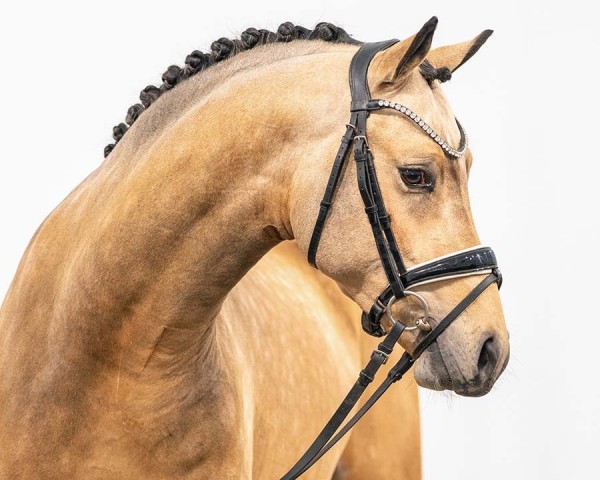 stallion Gucci K (German Riding Pony, 2021, from Genesis BL)