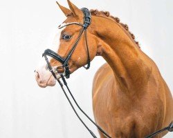 stallion Djohn Boy J (German Riding Pony, 2021, from Djalisco J)