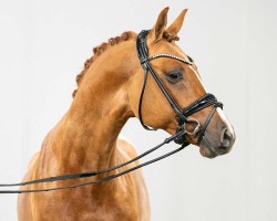 stallion Daxton AT (German Riding Pony, 2021, from Date de Luxe AT)