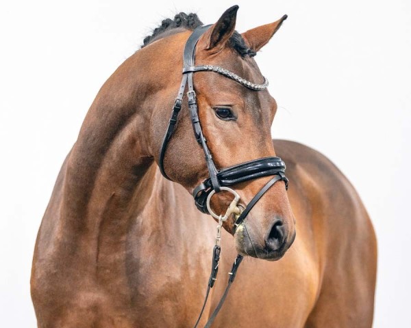 horse Gin Tonic (German Riding Pony, 2021, from Genesis BL)