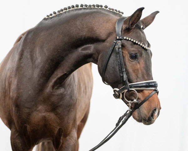 stallion Nonplusultra (German Riding Pony, 2021, from Fs Numero Uno)