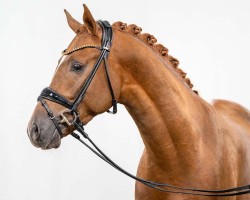 stallion Numa IT (German Riding Pony, 2021, from Fs Numero Uno)