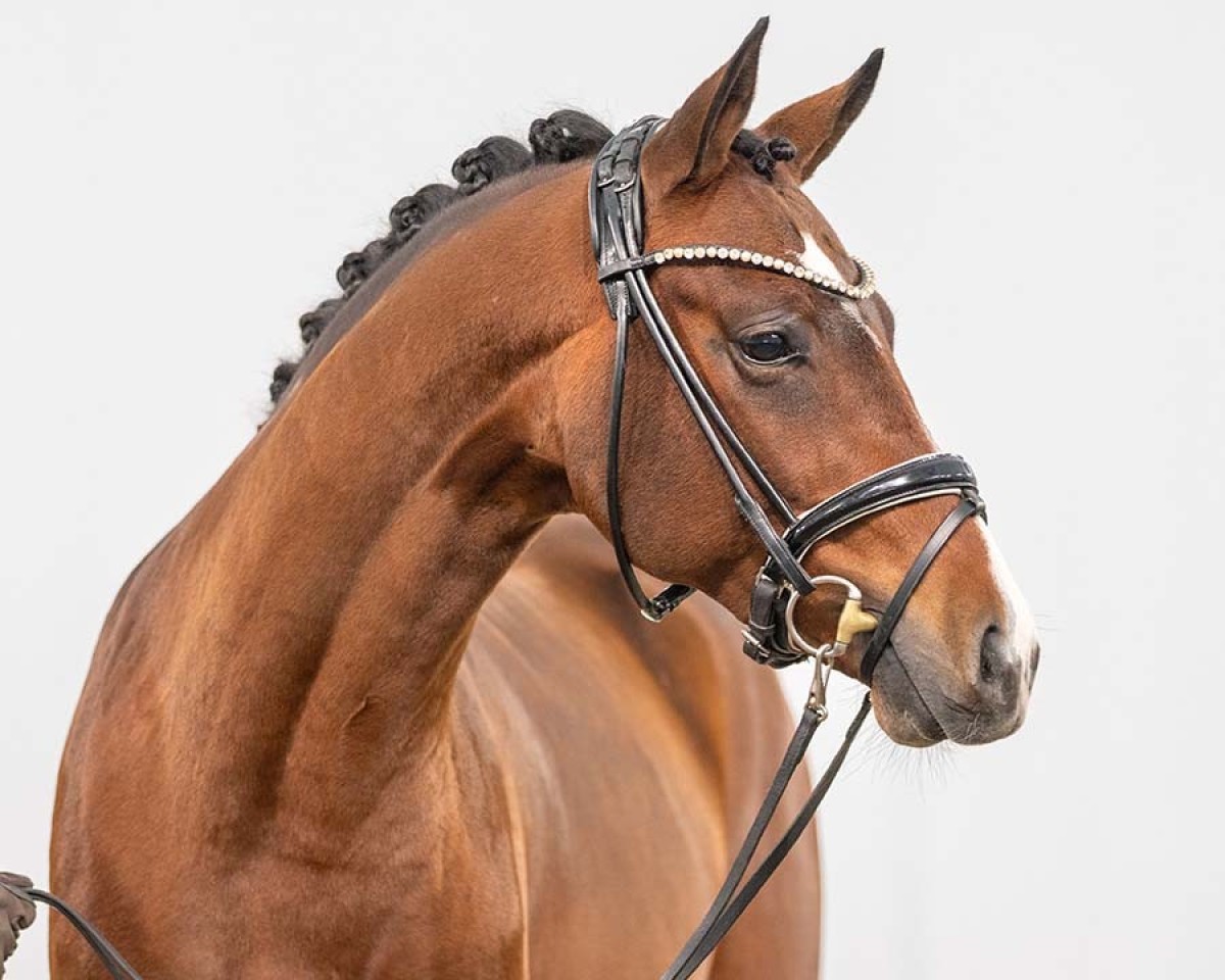 Cheval Nevio Scala (Poney de Selle Allemand, 2021, de Neverland WE)