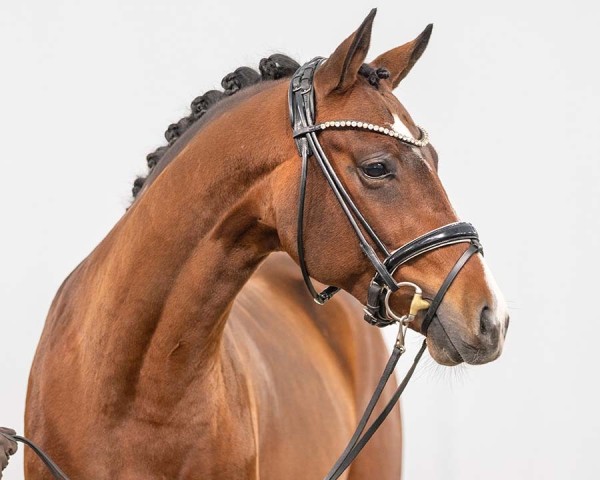 horse Nevio Scala B (German Riding Pony, 2021, from Neverland WE)