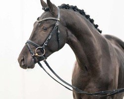 horse Golden Eye (German Riding Pony, 2021, from Golden Grey NRW)