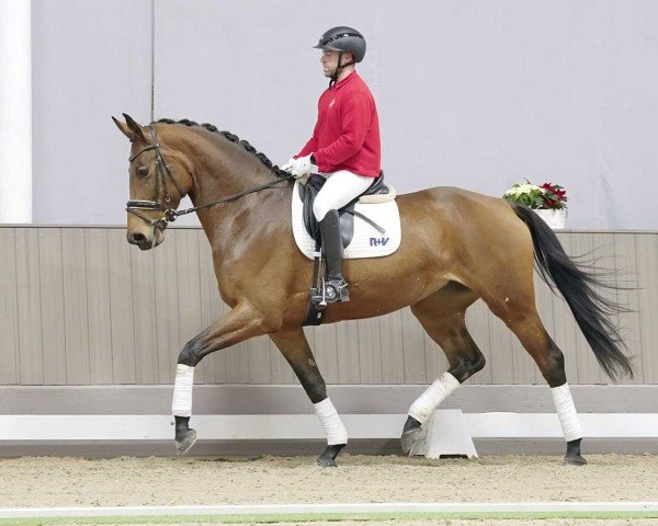 horse Elfi (Hanoverian, 2019, from Emilio)