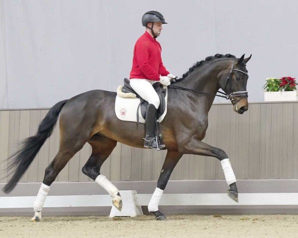 dressage horse Fiete 104 (Westphalian, 2020, from Fashion In Black NRW)