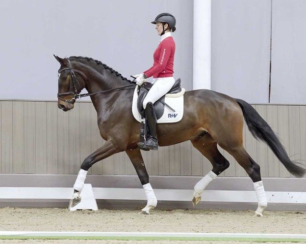 Pferd Falinar (Westfale, 2020, von Fashion In Black NRW)