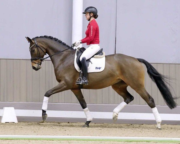 horse Roberto Carlos (Hanoverian, 2019, from Rotspon)