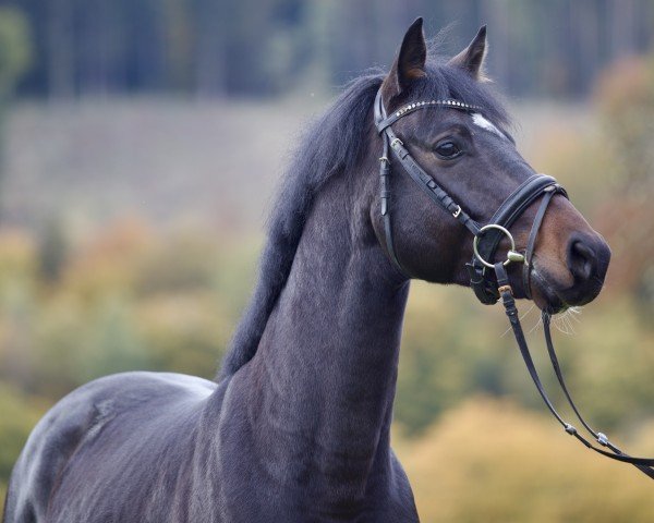 stallion Adel van Schotten (Hanoverian, 2021, from Asagao xx)