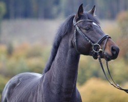 stallion Adel van Schotten (Hanoverian, 2021, from Asagao xx)