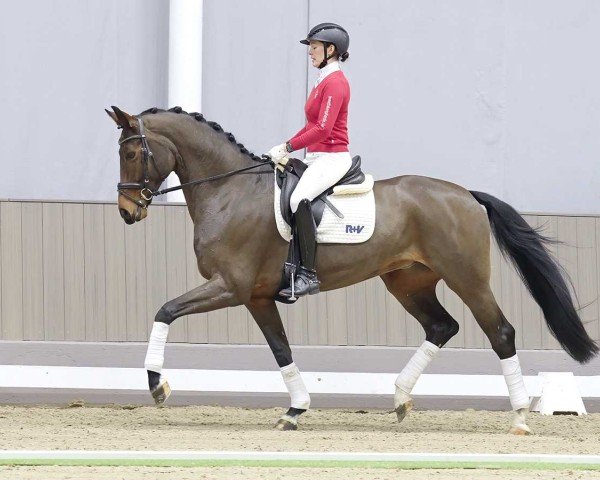 dressage horse Fine Lady 26 (Hanoverian, 2018, from Foundation 2)