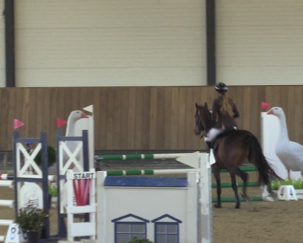 Reitturnier Zwickau 2024