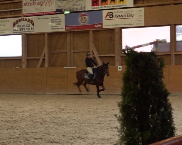 Reitturnier Holziken 2024