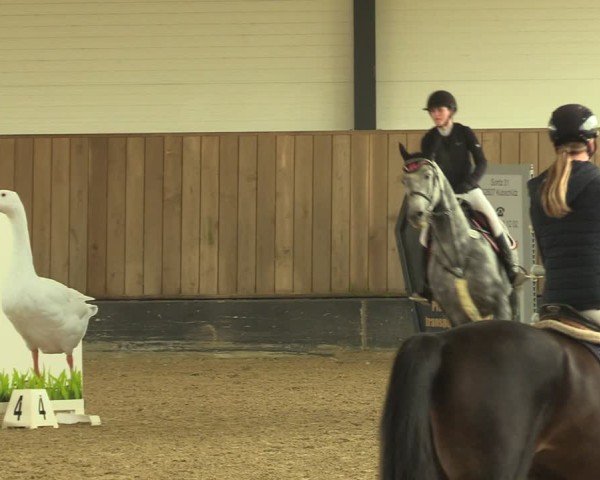 Reitturnier Zwickau 2024