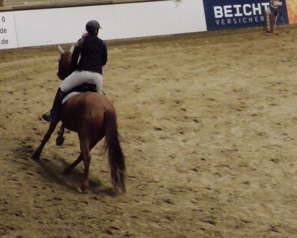 Reitturnier Neuwied 2024