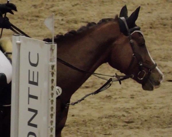 Reitturnier Neuwied 2024