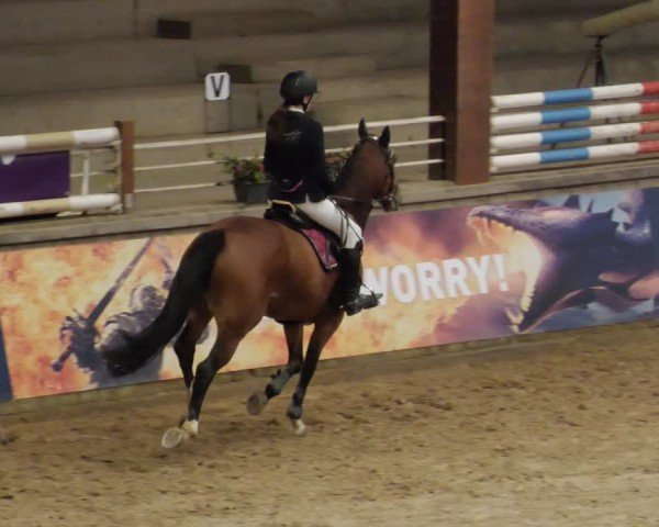 Reitturnier Neuwied 2024