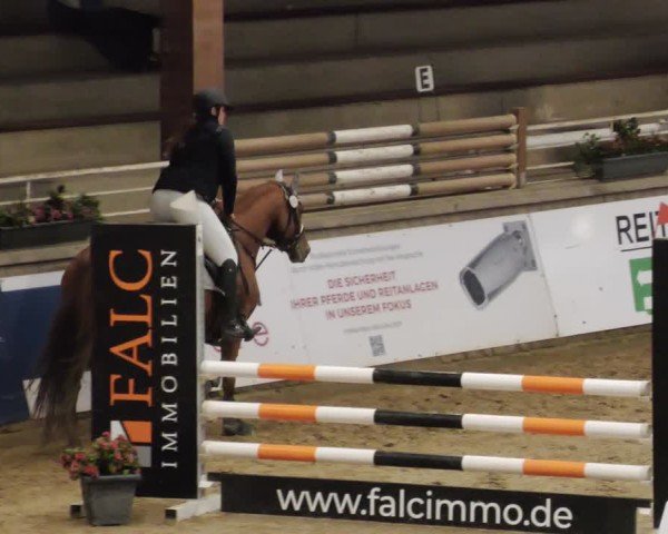 Reitturnier Neuwied 2024