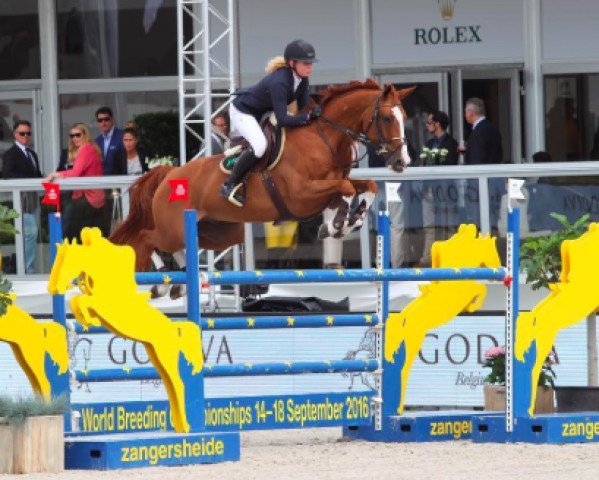 jumper Ultravox II (Hanoverian, 2009, from Uccello) jumper Ultravox II (Hanoverian, 2009, from Uccello)