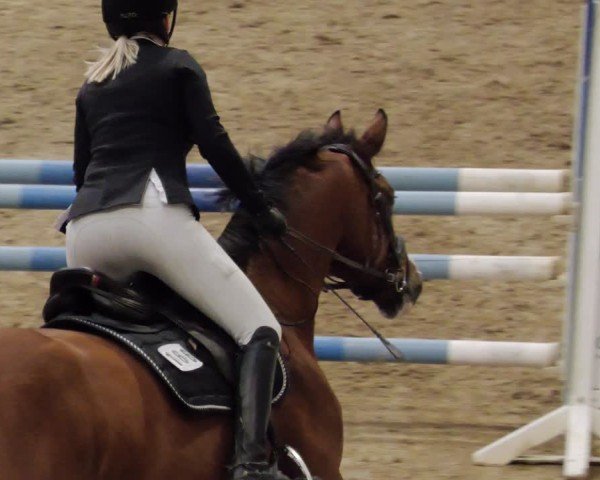 Reitturnier Neuwied 2024