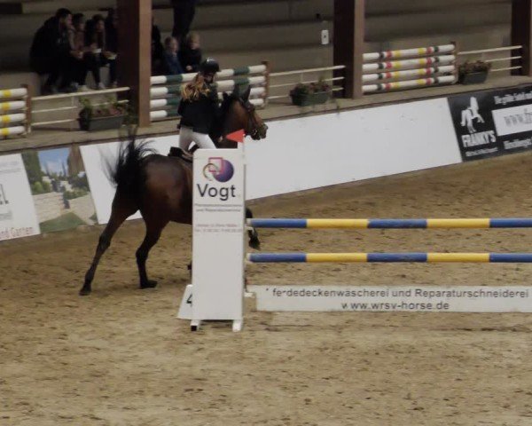 Reitturnier Neuwied 2024