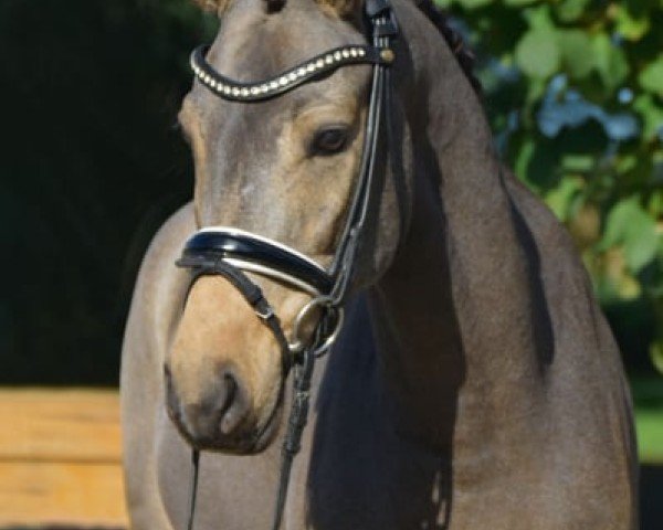 dressage horse Starlight PP (German Riding Pony, 2020, from Jonker's Socrates)