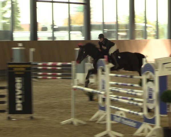 Reitturnier Zwickau 2024