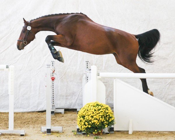 horse Ogani CH (Swiss Warmblood, 2021, from Ogano)