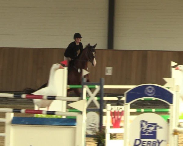 Reitturnier Zwickau 2024