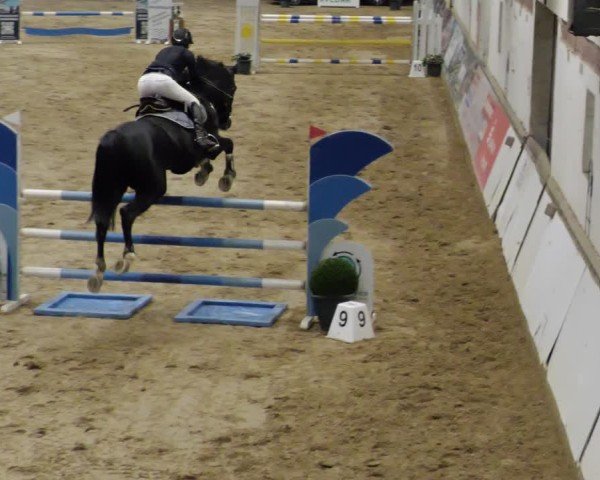Reitturnier Neuwied 2024