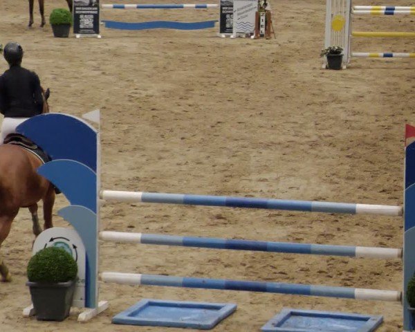 Reitturnier Neuwied 2024