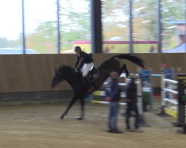 Reitturnier Zwickau 2024