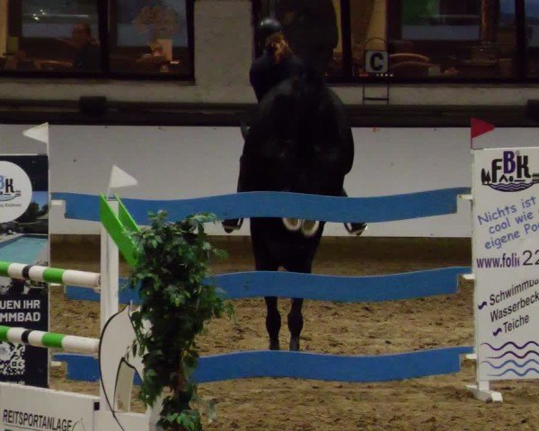 Reitturnier Neuwied 2024