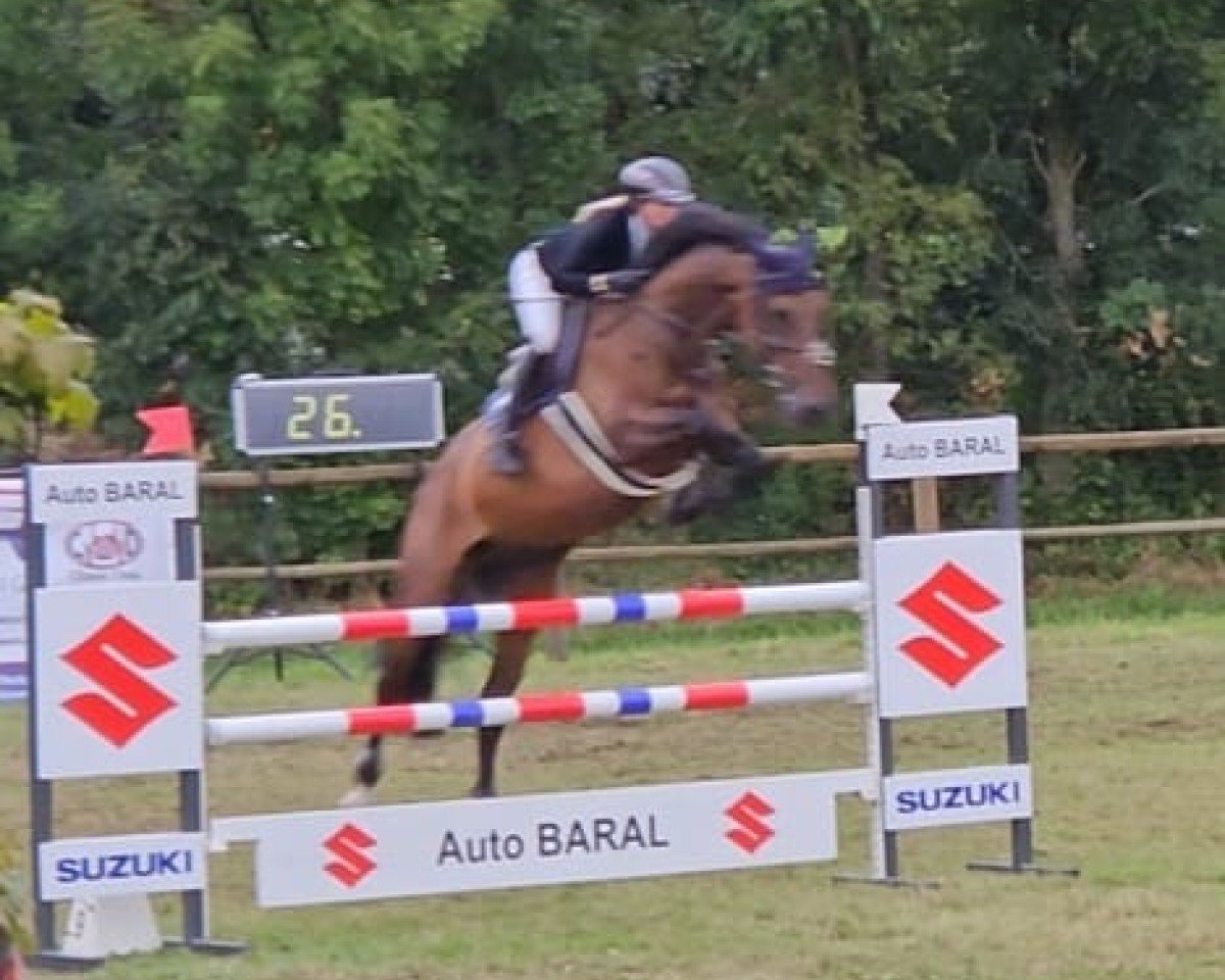 jumper Connor Deluxe H (Holsteiner, 2014, from Connor 48)
