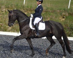 broodmare Marleen (Westphalian, 2016, from Marqués)