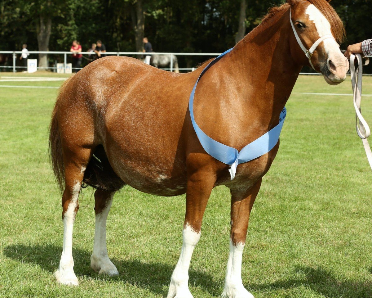 broodmare Stal Maasdijk´s Duchess (Welsh-Cob (Sek. C), 2009, from Tremymor Sir Geraint)
