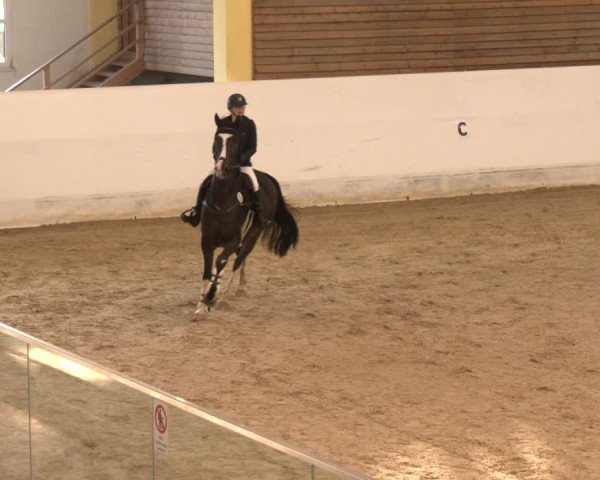 Reitturnier Stadl-Paura 2024