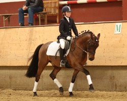 dressage horse Dr. Dee (Westphalian, 2011, from Fs Dr Watson)