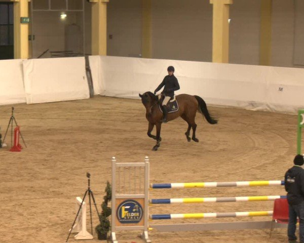 Reitturnier Stadl-Paura 2024