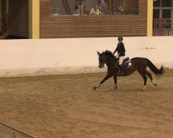 Reitturnier Stadl-Paura 2024