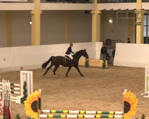 Reitturnier Stadl-Paura 2024