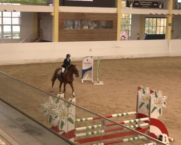 Reitturnier Stadl-Paura 2024