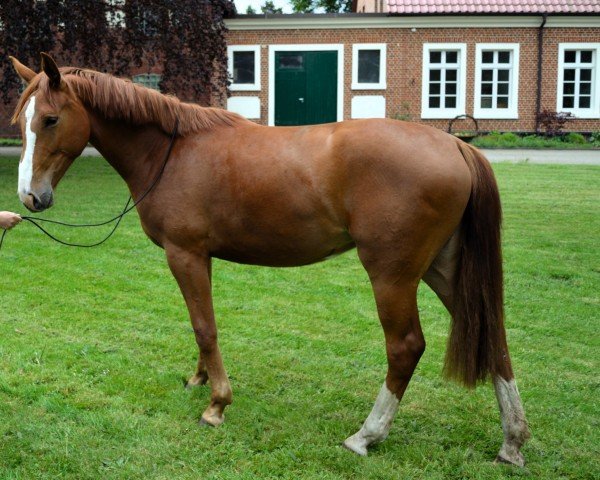 jumper Laila 416 (Westphalian, 2014, from Lordanos)