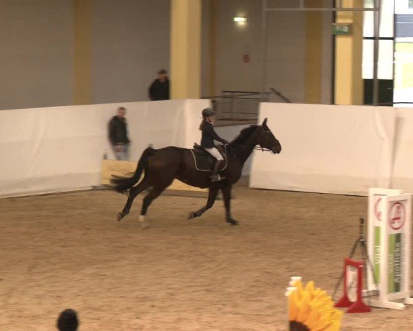 Reitturnier Stadl-Paura 2024