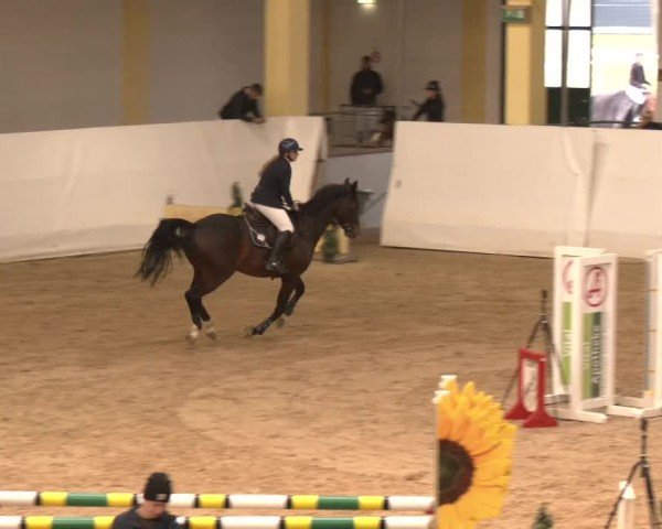 Reitturnier Stadl-Paura 2024