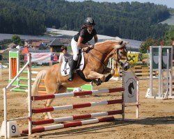 jumper Schajene 29 (Haflinger, 2019)