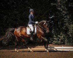 broodmare Lovely Passion (Westphalian, 2010, from Lugato)