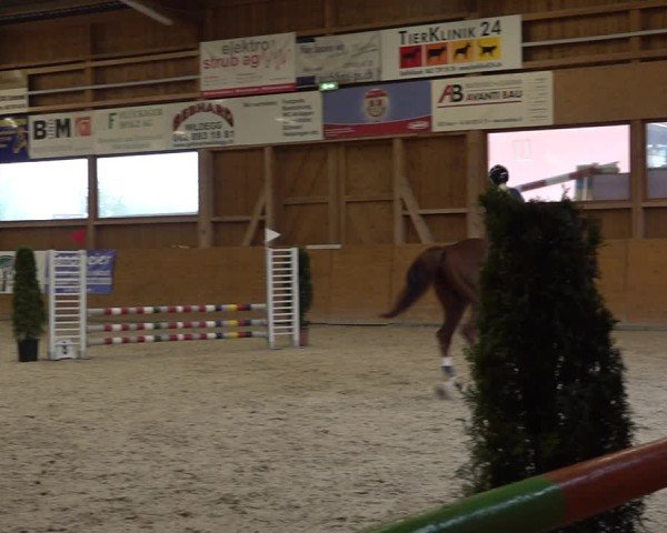 Reitturnier Holziken 2024