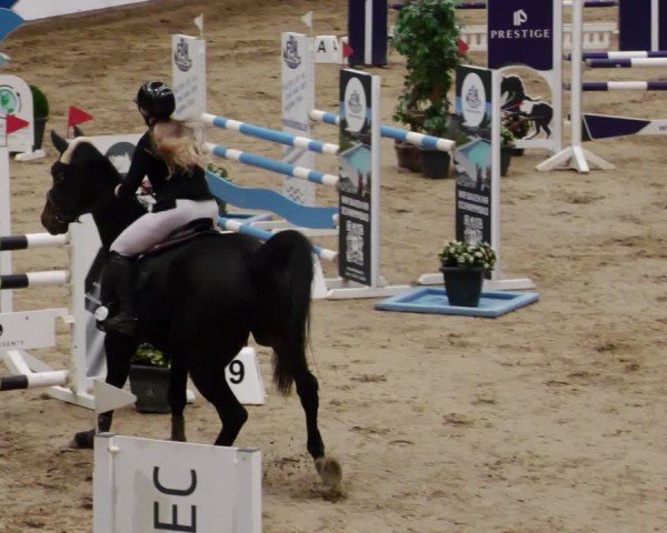 Reitturnier Neuwied 2024